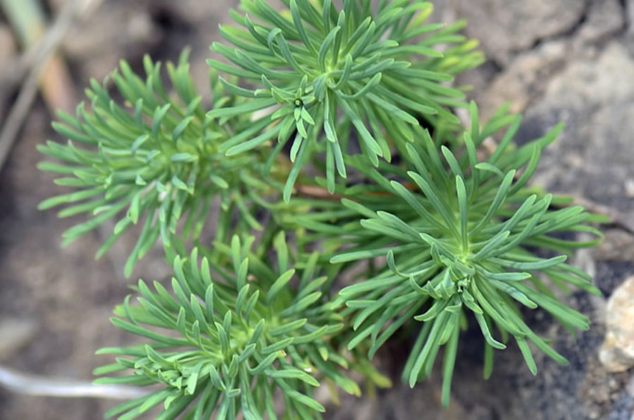 Euphorbia cyparissias L.